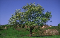 Házi berkenye (Sorbus domestica)