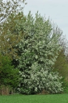 Zselnicemeggy (Prunus padus)